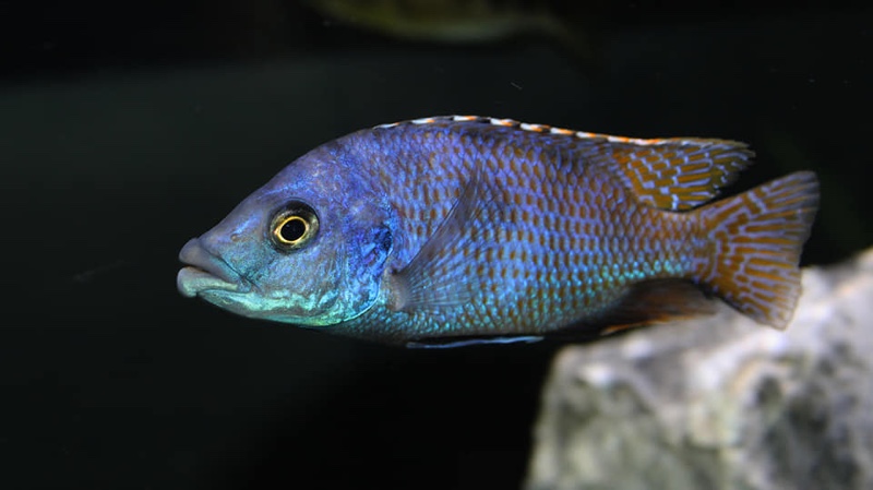 Placidochromis milomo